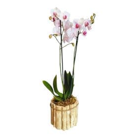 thumb-orquidea-phalaenopsis-branca-0